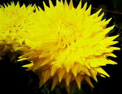 Dahlia ' YAMABIRAKI '  (G.D.)  Konishi  Jap.  1999  (David Spencer)